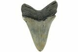 Serrated, Fossil Megalodon Tooth - North Carolina #226525-1